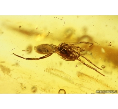 Spider Araneae. Fossil inclusion Baltic amber #13171