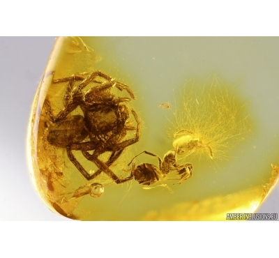Spider Araneae and Ant Hymenoptera with Fungus! Fossil inclusions Baltic amber #13172