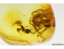 Spider Araneae and Ant Hymenoptera with Fungus! Fossil inclusions Baltic amber #13172