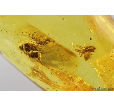 Spider Araneae and More. Fossil inclusions Baltic amber #13173