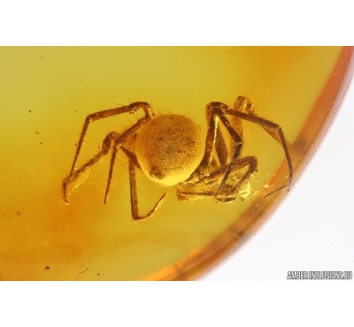 Nice Spider Araneae. Fossil inclusion Baltic amber #13174