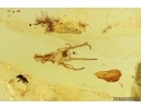 Nice Spider Exuvia and More. Fossil inclusions Baltic amber #13175