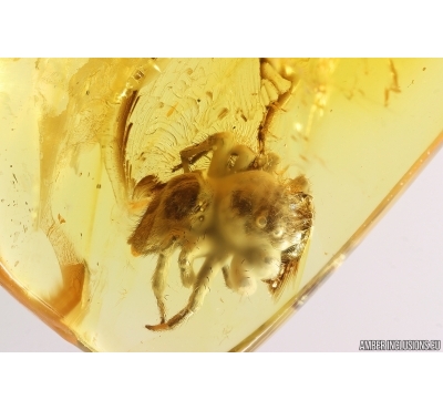 Jumping Spider Salticidae. Fossil inclusion in Baltic amber #13176