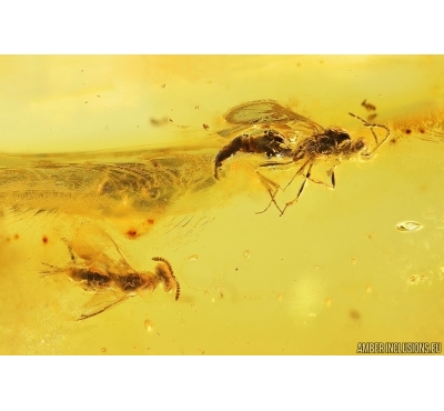 3 Wasps Hymenoptera. Fossil inclusions Baltic amber #13185