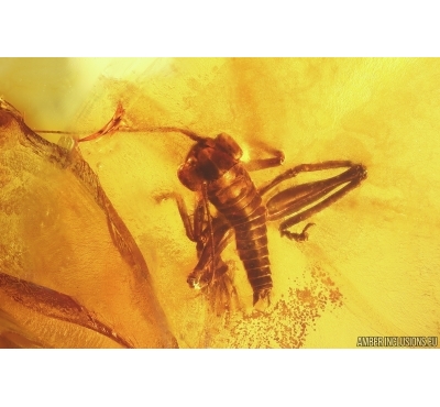 Nice Cricket Orthoptera. Fossil insect in Baltic amber #13186