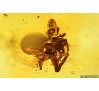 Action! Spider Araneae and True midge Chironomidae. Fossil inclusions Baltic amber #13195