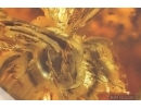 Very nice Rare Big 12mm Honey Bee Apoidea. Fossil insect in Big 55g Ukrainian Rovno amber stone #13197