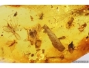 Many Dark-Winged fungus gnats Sciaridae, Mite Acari, Plants and More. Fossil inclusions Baltic amber #13198