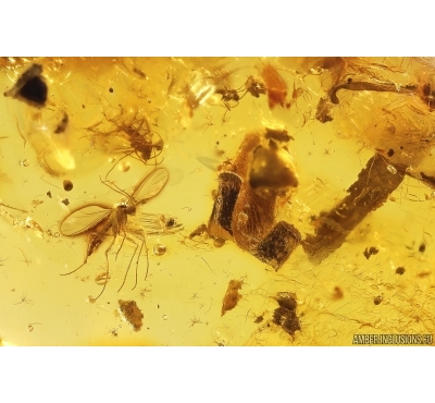 Many Dark-Winged fungus gnats Sciaridae, Mite Acari, Plants and More. Fossil inclusions Baltic amber #13198