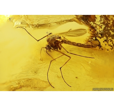 Nice True midge Chironomidae. Fossil insect in Baltic amber #13204