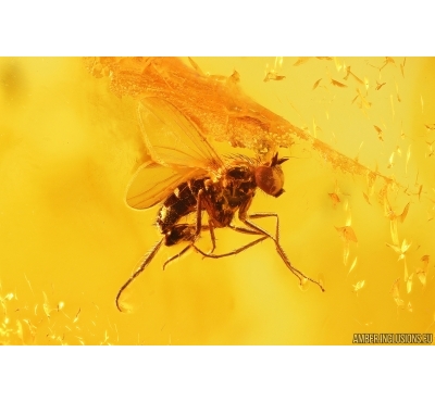 Nice Long-legged fly Dolichopodidae. Fossil Inclusion Baltic amber #13205