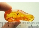 Nice Long-legged fly Dolichopodidae. Fossil Inclusion Baltic amber #13205