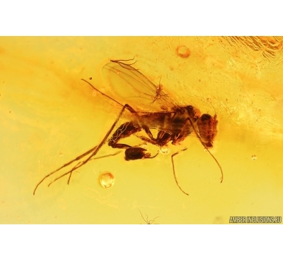 3 Long-legged flies Dolichopodidae. Fossil Inclusions Baltic amber #13206