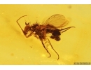 3 Long-legged flies Dolichopodidae. Fossil Inclusions Baltic amber #13206