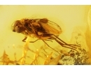 Action! Long-legged fly Dolichopodidae with Mite Acari. Fossil Inclusions Baltic amber #13207