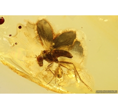 Action! Long-legged fly Dolichopodidae with Mite Acari. Fossil Inclusions Baltic amber #13208