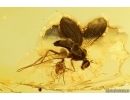Action! Long-legged fly Dolichopodidae with Mite Acari. Fossil Inclusions Baltic amber #13208