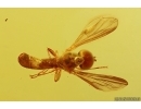 Nice Hover Fly Syrphidae. Fossil inclusion in Baltic amber #13209