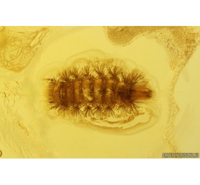 Nice Millipede Polyxenidae. Fossil inclusion in Baltic amber #13210
