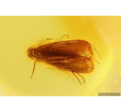 Nice Caddisfly Trichoptera. Fossil insect Baltic amber #13211
