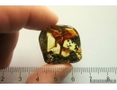 Big 15mm Leaf.  Fossil inclusion Ukrainian Rovno amber #13212R