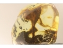 Big 15mm Leaf.  Fossil inclusion Ukrainian Rovno amber #13212R