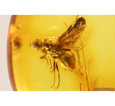 Very rare Soldier fly Stratiomyidae. Fossil inclusion Baltic amber #13224