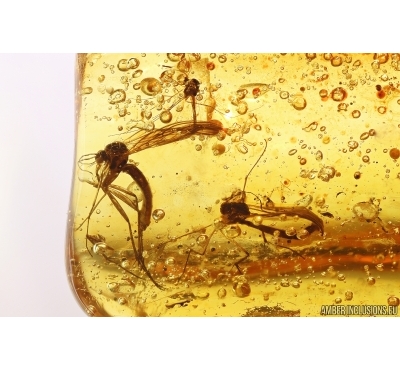 Fungus gnats Mycetophilidae and More. Fossil inclusions Baltic amber #13230