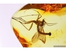 Very Nice Big Fungus gnat Mycetophilidae. Fossil inclusion Baltic amber #13233