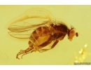 Very Nice Muscoid fly Acalyptratae. Fossil insect Ukrainian Rovno amber #13234R
