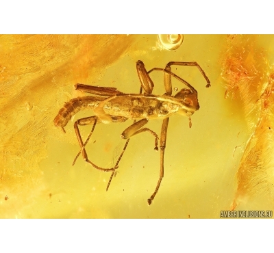 Nice Rare Walking stick Phasmatodea. Fossil inclusion Baltic amber #13236