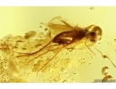 True midge Chironomidae with Eggs and Long-legged fly Dolichopodidae. Fossil inclusions Baltic amber #13299