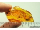 Nice  Spider with Cocoon in Spider Web. Fossil inclusions Baltic amber #13305