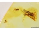 Rare Springtail Collembola with collophore! Wasp Hymenoptrara and More. Fossil inclusion Baltic amber #13307