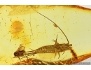Bristletail Machilidae and Fungus gnat Mycetophilidae. Fossil inclusions Baltic amber #13308