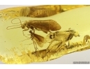 Two Caddisflies Trichoptera and Snipe Fly Rhagionidae. Fossil inclusions Baltic amber #13309