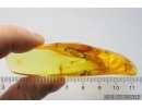Running air in water bubble. Fossil inclusion Ukrainian Rovno amber #13310R
