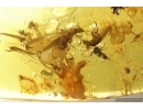 3 Termites Isoptera. Fossil inclusions Baltic amber #13311