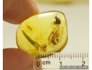 Extremely rare winged adult  Earwig Dermaptera in Baltic Amber #2124