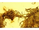 BRYOPHYTA Moss Twigs in Baltic amber #2131