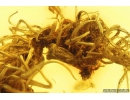 BRYOPHYTA Moss Twigs in Baltic amber #2131