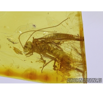 OSMYLIDAE Neuroptera Osmylid Lacewing Extremely Rare In BALTIC AMBER #2311