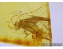 OSMYLIDAE Neuroptera Osmylid Lacewing Extremely Rare In BALTIC AMBER #2311