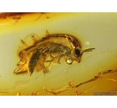 Hymenoptera in BALTIC AMBER #4106