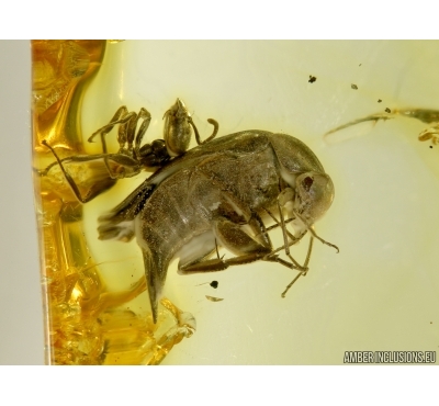 COLEOPTERA, MORDELLIDAE and Ant in BALTIC AMBER #4109