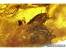  Neuroptera, more than 10 Lacewings,  Aquatic Megaloptera larva and Centipede Chilopoda in BALTIC AMBER #4203