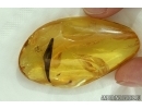 2 WORMS NEMATODA and BIG 30mm! LEAF in Baltic amber #4298