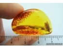 CADDISFLY, TRICHOPTERA in Baltic amber #4328