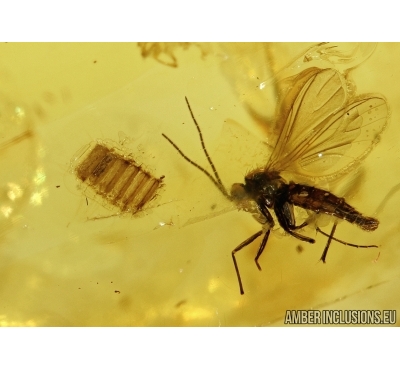 REPTILIA, Lizard Skin Fragment in Baltic amber #4342