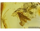 PHASMATODEA, WALKING STICK and CADDISFLY in Baltic amber #4413